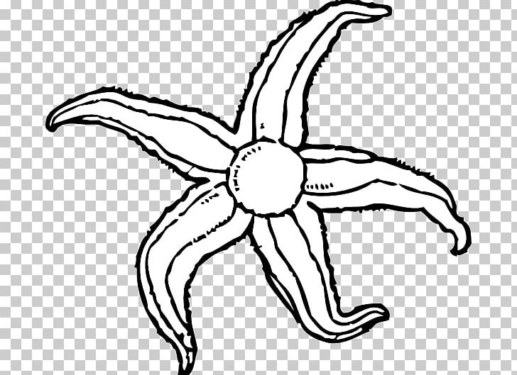 Starfish PNG, Clipart, Area, Black And White, Download, Drawing, Free Content Free PNG Download