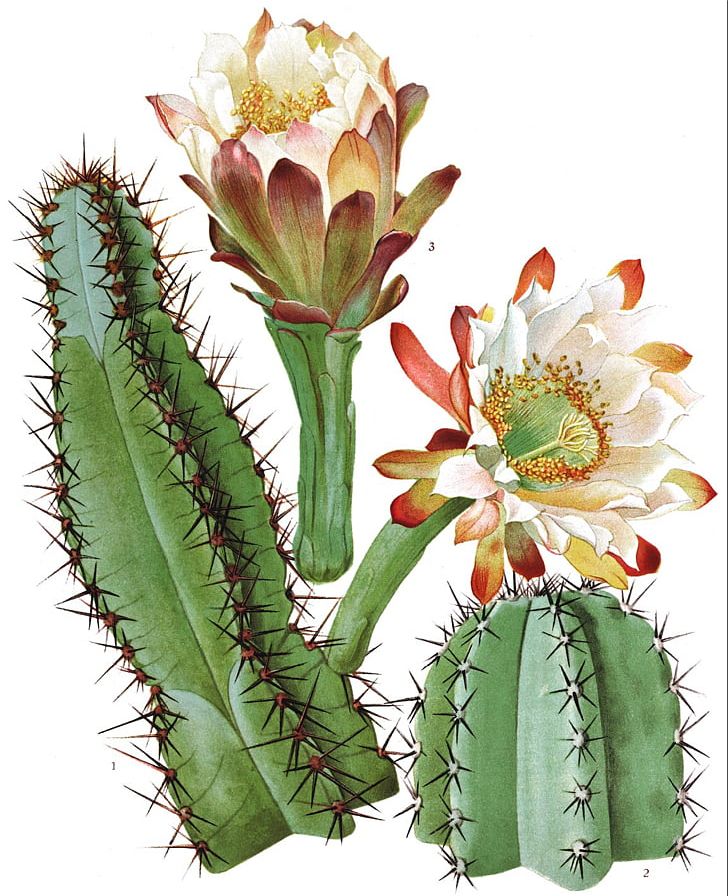 New York Botanical Garden The Cactaceae Botany Botanical Illustration PNG, Clipart, Areole, Botanical Illustrator, Cactus, Caryophyllales, Eastern Prickly Pear Free PNG Download