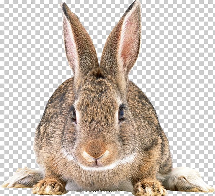 Rabbit PNG, Clipart, Rabbit Free PNG Download