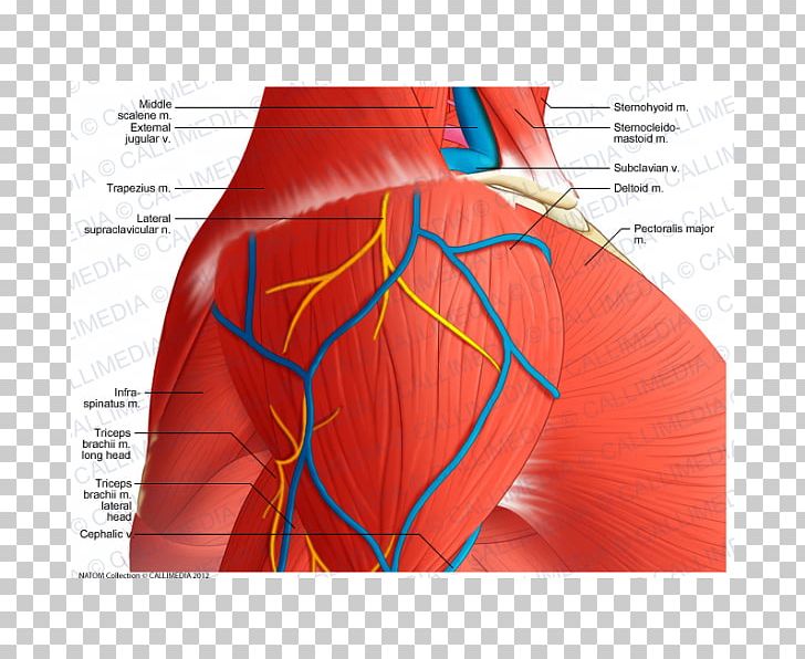 Shoulder Deltoid Muscle Supraclavicular Nerves Anatomy PNG, Clipart, Abdomen, Anatomy, Angle, Arm, Blood Vessel Free PNG Download