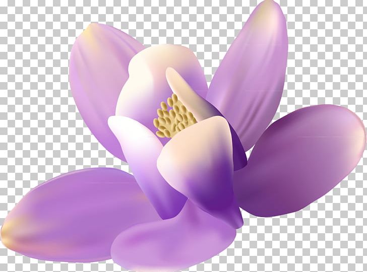 Flower Preview PNG, Clipart, Encapsulated Postscript, Flower, Flowering Plant, Lilac, Moth Orchid Free PNG Download