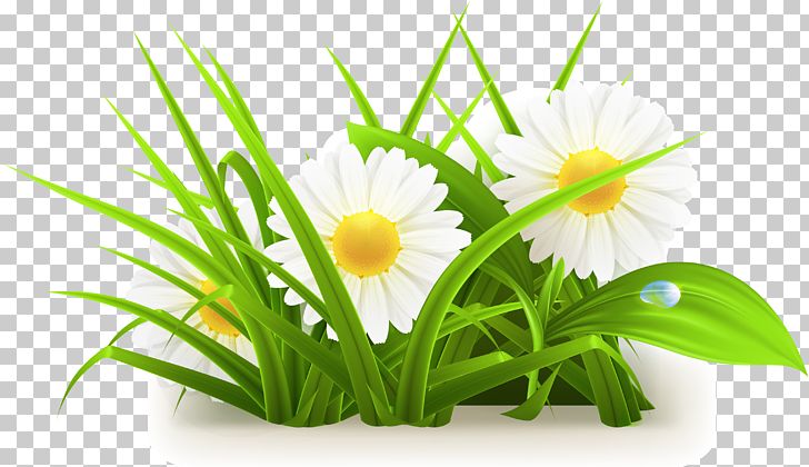 Common Daisy PNG, Clipart, Apng, Cartoon, Computer Wallpaper, Flower, Flower Arranging Free PNG Download
