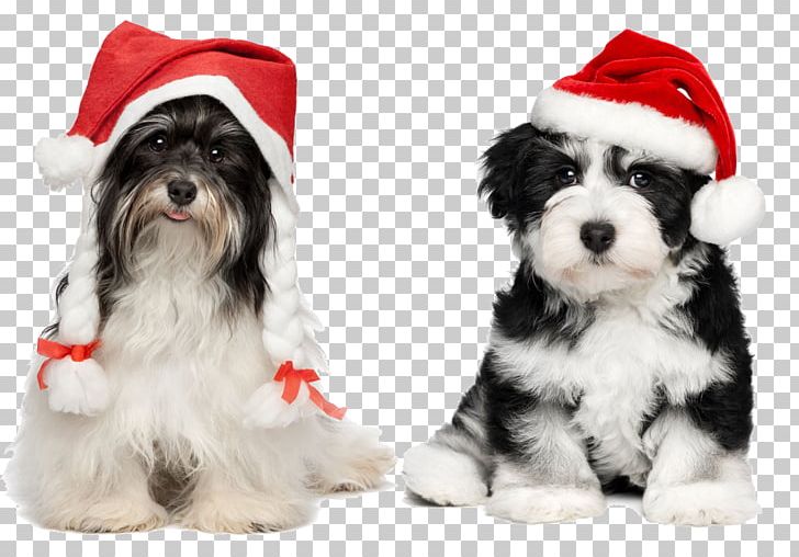 Havanese Chihuahua Santa Claus Puppy Christmas PNG, Clipart, Carnivoran, Chef Hat, Christmas Decoration, Christmas Frame, Christmas Lights Free PNG Download