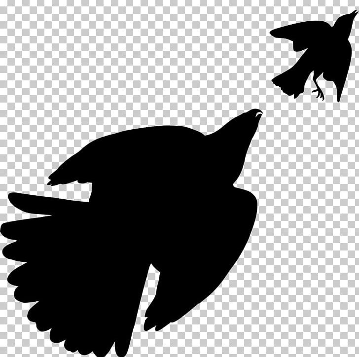 The Birds Of America Hawk Blue Jay Drawing PNG, Clipart, Animals, Beak, Bird, Birdandflower Painting, Bird Of Prey Free PNG Download