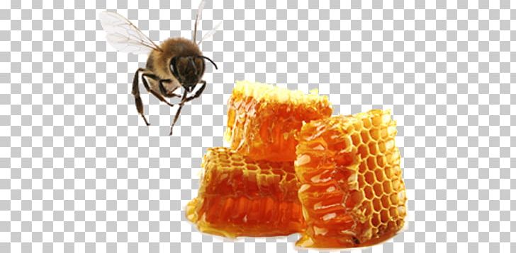 Western Honey Bee Apis Cerana Beeswax PNG, Clipart, Apis Cerana, Arthropod, Bal, Bee, Beekeeping Free PNG Download