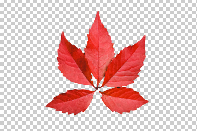 Leaf Maple Leaf / M Petal M-tree Tree PNG, Clipart, Biology, Leaf, Maple Leaf M, Mtree, Petal Free PNG Download