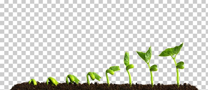 Grow Light Plant Stock Photography Soil PNG, Clipart, Commodity, Drip Irrigation, Fullspectrum Light, Grass, Grass Family Free PNG Download