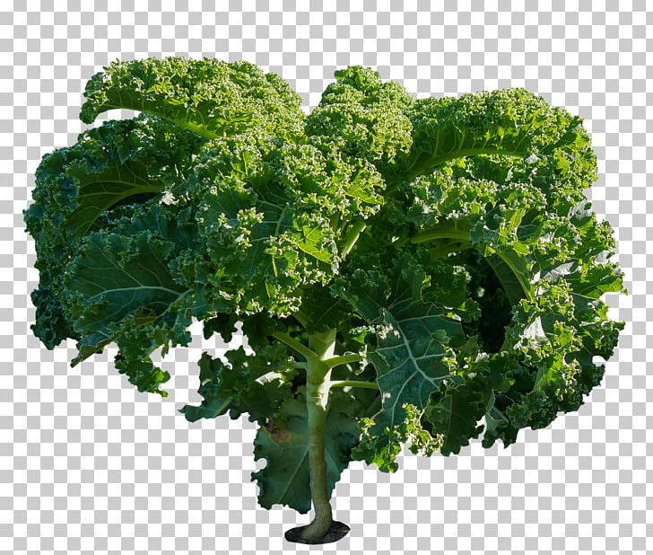 Kale Food Vegetable Cabbage Health PNG, Clipart, Brassica Oleracea, Broccoli, Cabbage, Collard Greens, Eat Free PNG Download
