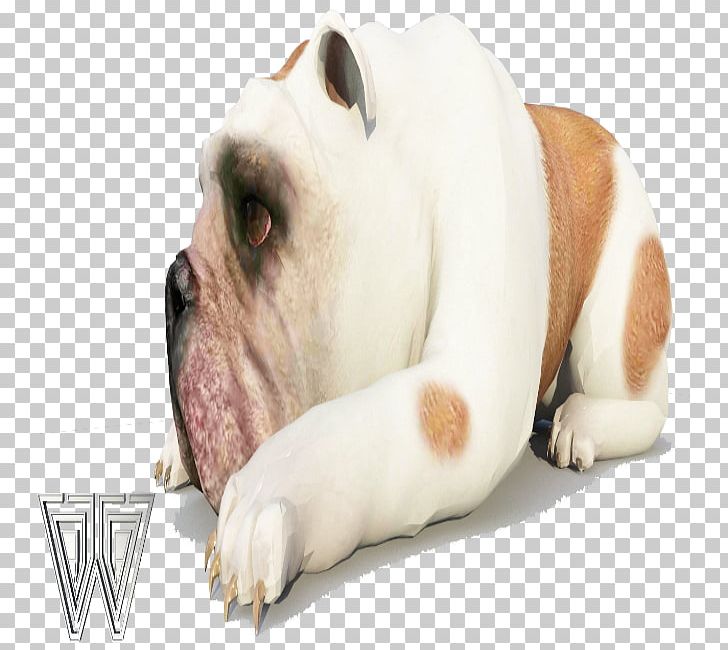 Olde English Bulldogge American Bulldog Dorset Olde Tyme Bulldogge Toy Bulldog Valley Bulldog PNG, Clipart, American Bulldog, Breed, Bulldog, Bulldog Breeds, Carnivoran Free PNG Download