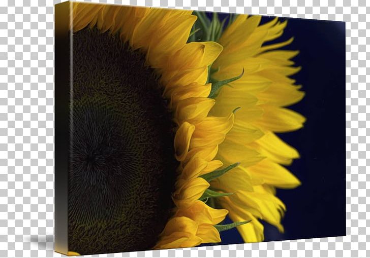 Common Sunflower Kind Pop Art Poster PNG, Clipart, Art, Canvas, Common Sunflower, Dahlia, Daisy Family Free PNG Download