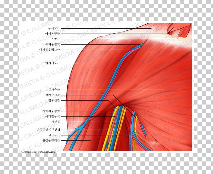 Deltoid Muscle Shoulder Coracobrachialis Muscle Nerve Anatomy PNG ...