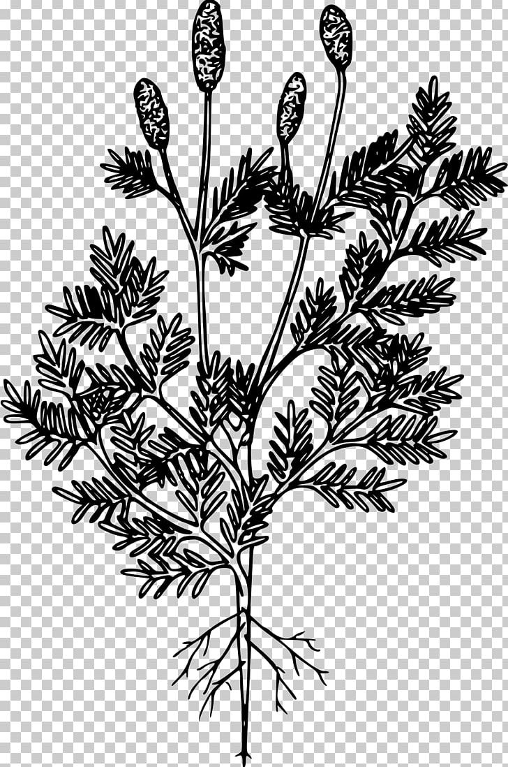 Tree Western White Pine Plant Pinaceae PNG, Clipart, Anemone, Black And White, Branch, Computer Icons, Cowboy Boot Free PNG Download