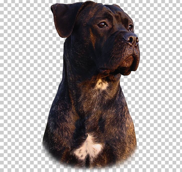Cane Corso Rare Breed (dog) Dog Collar Breed Group (dog) PNG, Clipart, Breed Group, Breed Group Dog, Cane Corso, Carnivoran, Collar Free PNG Download
