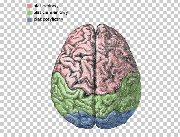 Cerebral Hemisphere Lateralization Of Brain Function Human Brain Cerebral Cortex PNG, Clipart, Brain, Central Nervous System, Cerebral Cortex, Cerebral Hemisphere, Cerebrum Free PNG Download