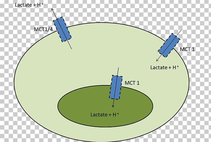 Monocarboxylate Transporter 1 Monocarboxylate Transporter 4 Lactic Acid Muscle PNG, Clipart, Angle, Blog, Blood, Cell, Circle Free PNG Download