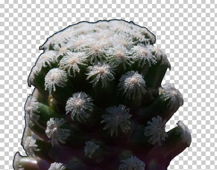 Prickly Pear Flowerpot Strawberry Hedgehog Cactus Houseplant PNG, Clipart, Cactus, Caryophyllales, Flowering Plant, Flowerpot, Hedgehog Cactus Free PNG Download