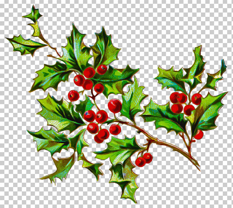 Christmas Holly Ilex Holly PNG, Clipart, American Holly, Branch, Chinese Hawthorn, Christmas, Christmas Holly Free PNG Download