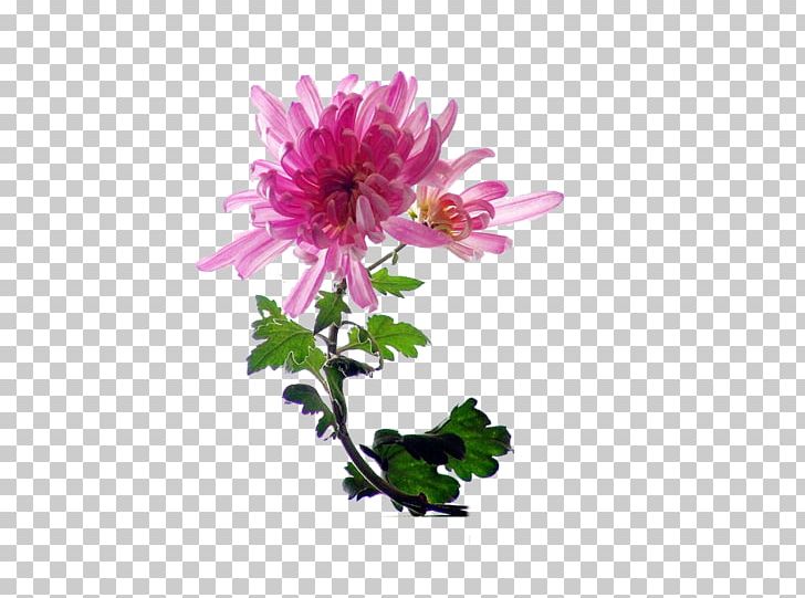 Chrysanthemum Indicum Chrysanthemum Tea Cut Flowers PNG, Clipart, Artificial Flower, Chrysanthemum, Chrysanthemum Chrysanthemum, Chrysanthemum Flowers, Chrysanthemums Free PNG Download