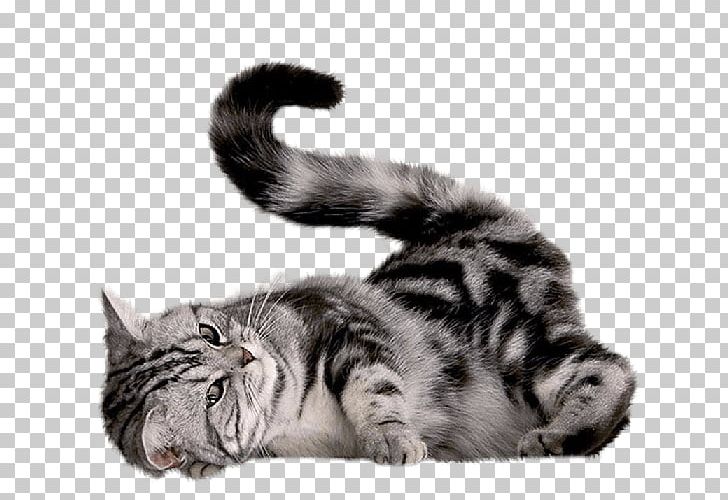 Cat Kitten Dog PNG, Clipart, Animal, Animals, Black And White, British Longhair, Carnivoran Free PNG Download