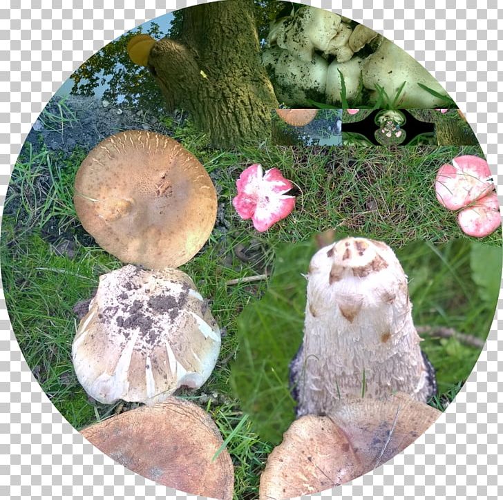 Pleurotus Eryngii Shiitake Matsutake Medicinal Fungi Agaric PNG, Clipart, Agaric, Agaricomycetes, Edible Mushroom, Fungus, Grass Free PNG Download