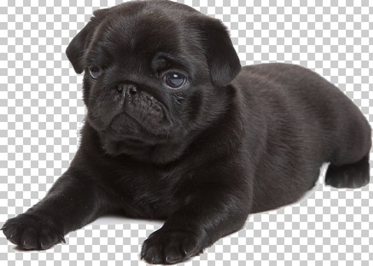 Pug Puppy Beagle Dachshund PNG, Clipart, Animals, Beagle, Breed, Carnivoran, Companion Dog Free PNG Download