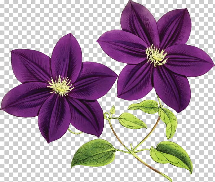 Purple Flower Violet Blue PNG, Clipart, Art, Blue, Clematis, Color, Flower Free PNG Download