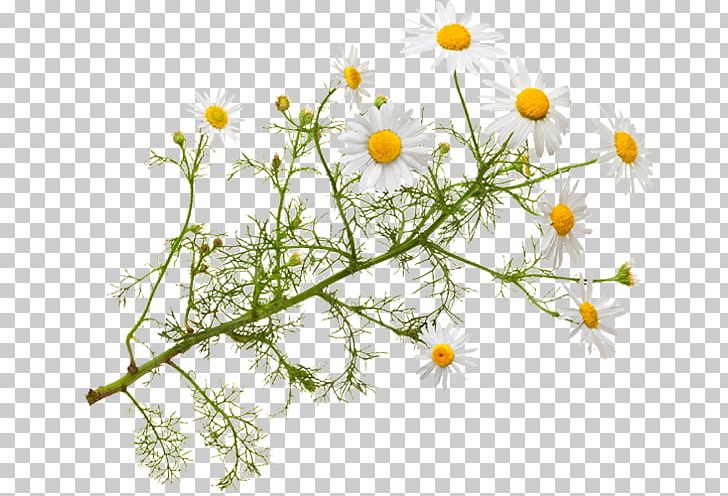 Roman Chamomile Herbal Tea Essential Oil PNG, Clipart, Aromatherapy, Aster, Bergamot Orange, Branch, Caraway Free PNG Download