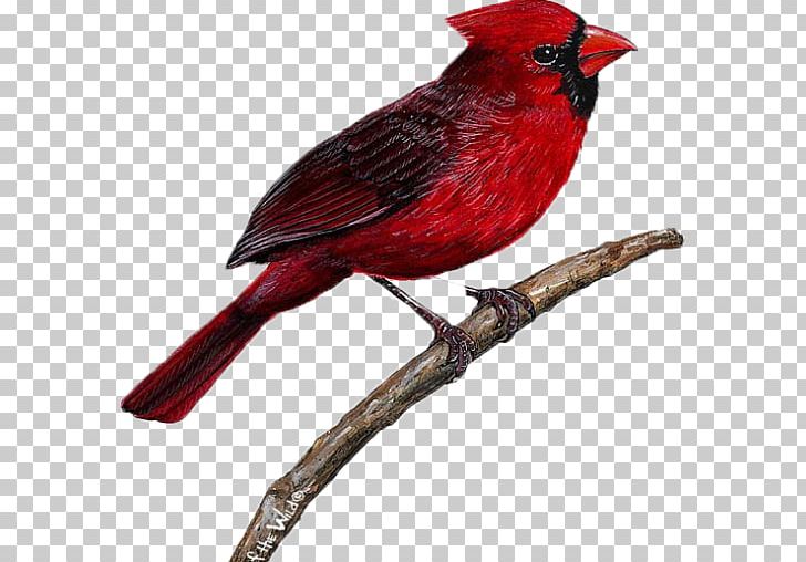 Bird Wall Decal Northern Cardinal Sticker PNG, Clipart, Animals, Applique, Beak, Bird, Bird Nest Free PNG Download