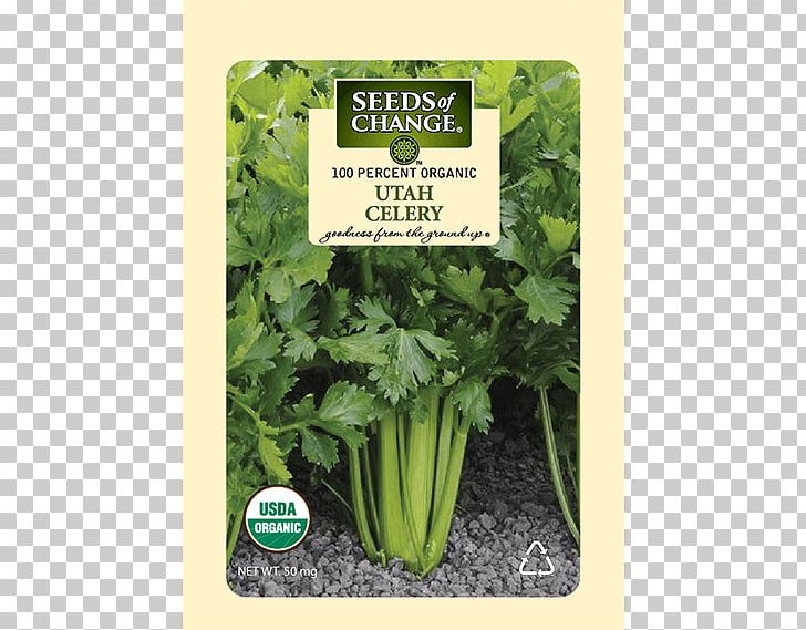Parsley Spring Greens Romaine Lettuce Celery Coriander PNG, Clipart, Celery, Celery Leaves, Chard, Coriander, Food Free PNG Download