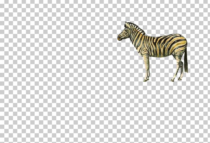 Quagga Zebra PNG, Clipart, Animals, Big Cats, Cartoon Zebra, Cartoon Zebra Crossing, Copyright Free PNG Download
