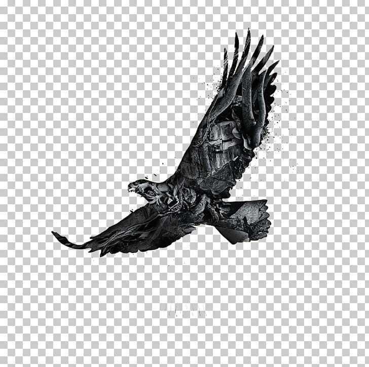 Eagle Poster Graphic Design PNG, Clipart, Animal, Animals, Bald Eagle, Beak, Behance Free PNG Download