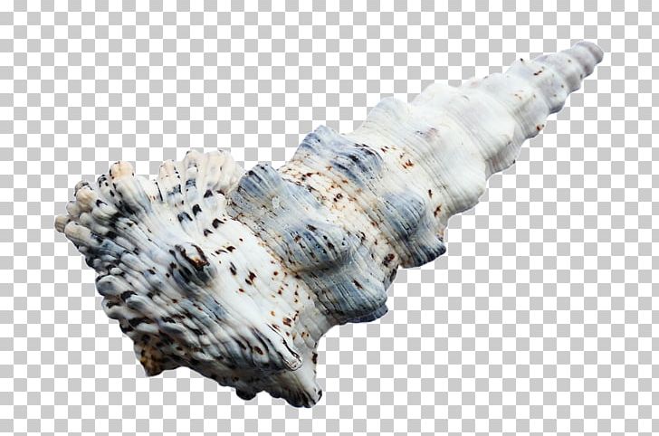 Seashell Caracola Beach PNG, Clipart, Animals, Beach, Caracol, Caracola, Conch Free PNG Download
