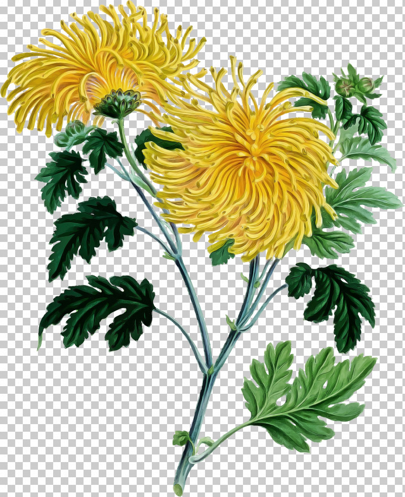 Flower Plant Yellow Tagetes English Marigold PNG, Clipart, Annual Plant ...