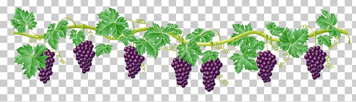 Common Grape Vine PNG, Clipart, Clip Art, Common Grape Vine, Cut Flowers, Drawing, Free Content Free PNG Download