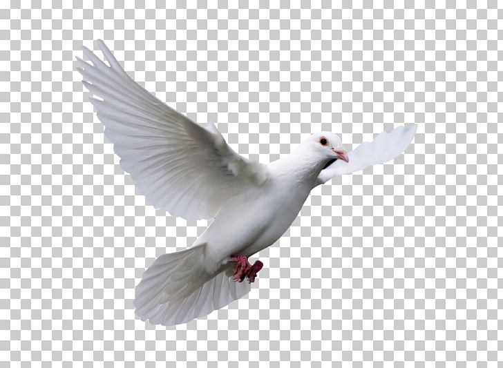 Domestic Pigeon Columbidae Bird Wedding PNG, Clipart, Animals, Beak, Charadriiformes, Ducks Geese And Swans, Encapsulated Postscript Free PNG Download