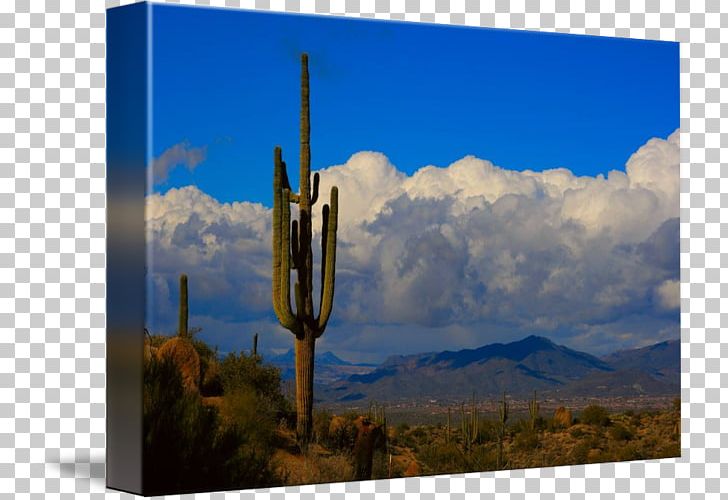 Saguaro Cactaceae Desert Landscape Plant PNG, Clipart, Boulder, Cactaceae, Cloud, Cobble, Desert Free PNG Download