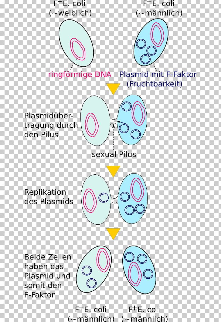 Bacterial Conjugation Plasmid Transformation Genetics PNG, Clipart, Area, Bacteria, Bacterial Conjugation, Circle, Diagram Free PNG Download