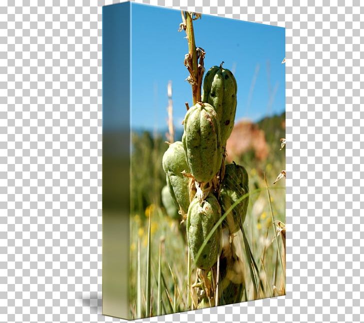 Barbary Fig Plant Stem PNG, Clipart, Barbary Fig, Cactus, Caryophyllales, Nopal, Plant Free PNG Download