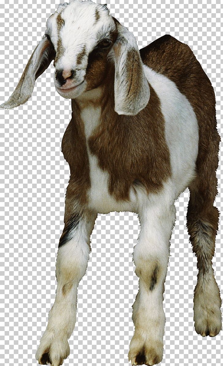 Goat PNG, Clipart, Animal, Animals, Cow Goat Family, Desktop Wallpaper, Download Free PNG Download