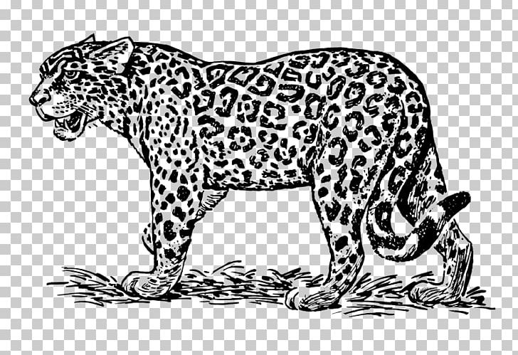 Jaguar Drawing Line Art PNG, Clipart, Animal Figure, Animals, Art, Big Cats, Black Free PNG Download