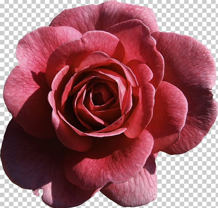 Artificial Flower Garden Roses Garland PNG, Clipart, Artificial Flower, Brooch, Color, Cut Flowers, Floral Design Free PNG Download