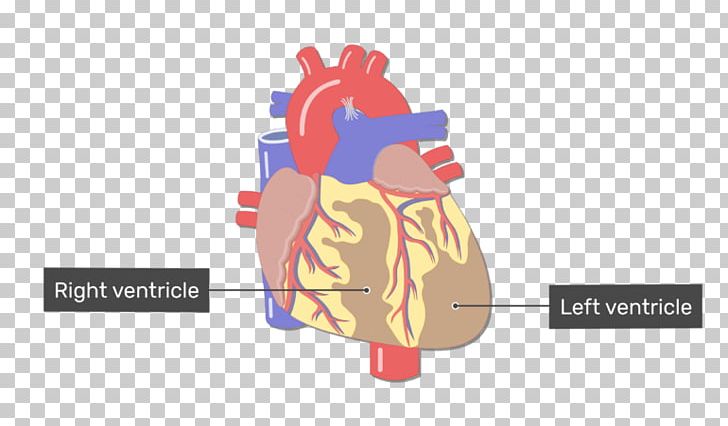 Blood Vessel Great Vessels Heart Circulatory System PNG, Clipart, Anatomy, Anterior, Artery, Ascending Aorta, Blood Free PNG Download