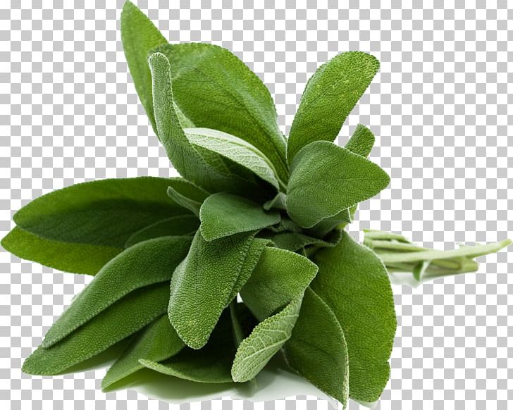 Common Sage Herb Mediterranean Cuisine Food Cooking PNG, Clipart, Common Sage, Cooking, Essential Oil, Flavor, Food Free PNG Download