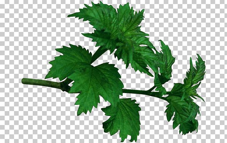 Leaf Red Raspberry Tree PNG, Clipart, Branch, Digital Image, Herb, Herbaceous Plant, Information Free PNG Download