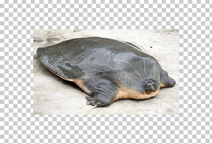 Cantor's Giant Softshell Turtle Suzhou Zoo Yangtze Giant Softshell Turtle Indian Narrow-headed Softshell Turtle PNG, Clipart,  Free PNG Download