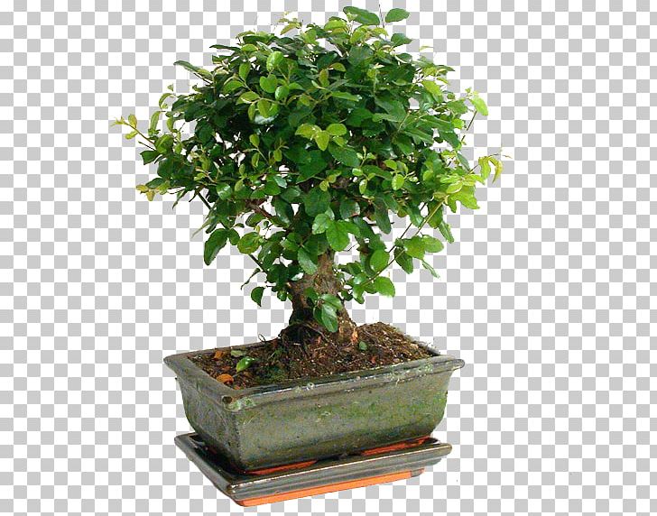 Sageretia Theezans Bonsai Weeping Fig Houseplant Tree Png Clipart Bonsai Fig Trees Flowerpot Garden Gardening Free