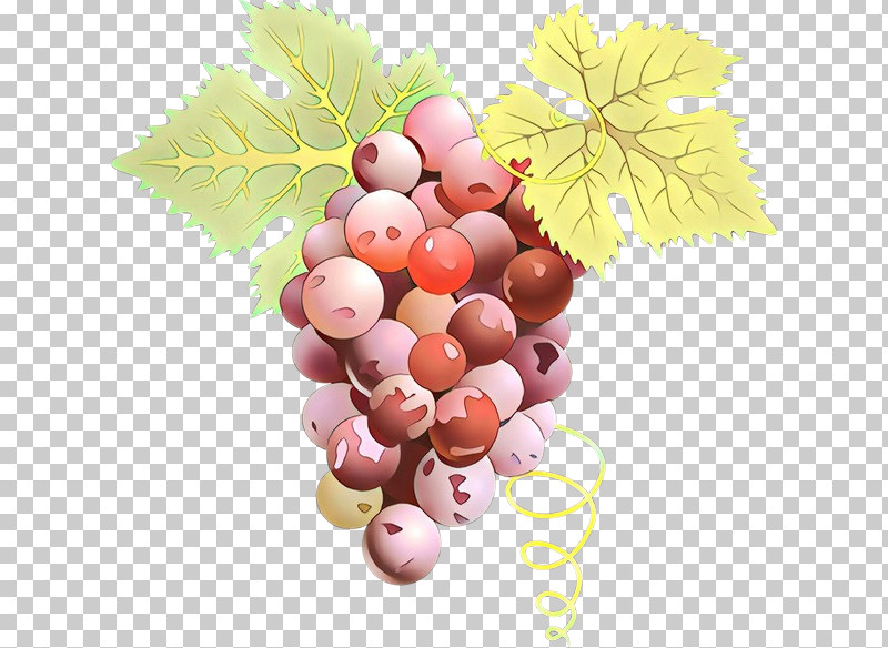 Grape Grapevine Family Fruit Food Vitis PNG, Clipart, Food, Fruit, Grape, Grapevine Family, Leaf Free PNG Download