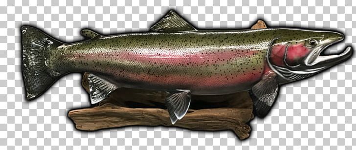 Coho Salmon Rainbow Trout Fish Museum PNG, Clipart, Coho, Coho Salmon, Fish, Museum, Rainbow Free PNG Download