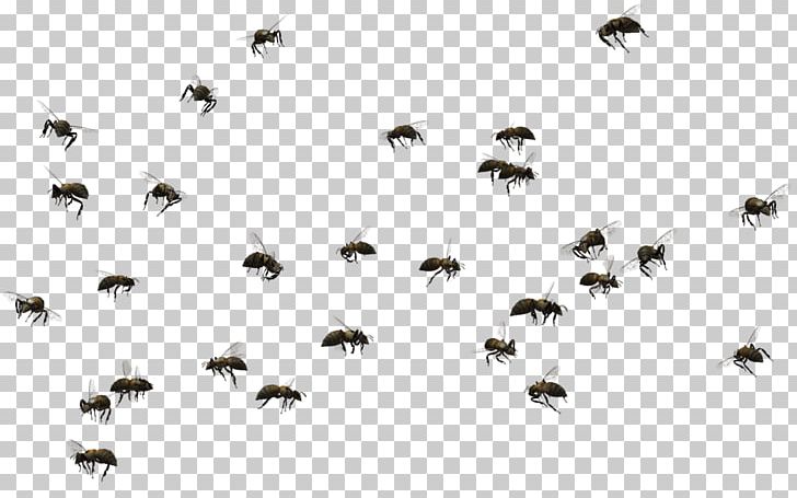 Honey Bee Swarming Insect PNG, Clipart, Africanized Bee, Bee, Beehive, Beekeeping, Bee Removal Free PNG Download