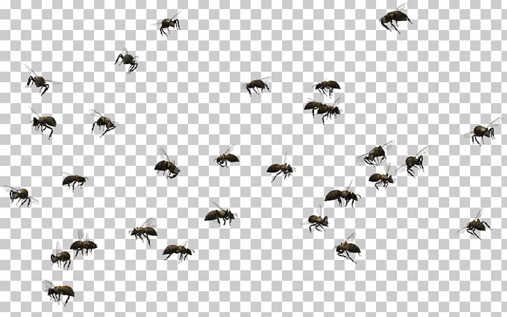 Honey Bee Swarming Insect PNG, Clipart, Africanized Bee, Bee, Beehive ...